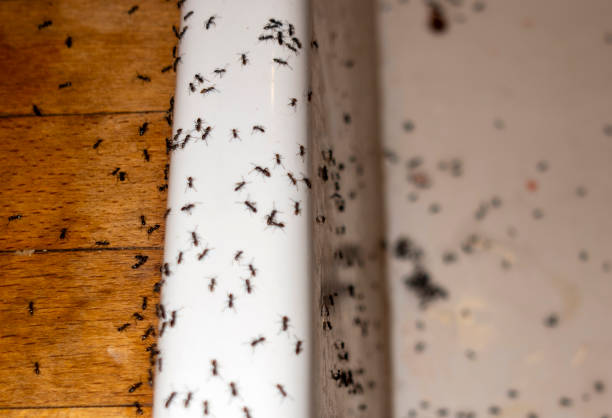 Professional Pest Control in Lindstrom, MN
