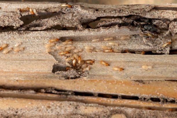 Best Best Pest Control Companies  in Lindstrom, MN